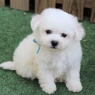 f2f533_482407d64181473eae6c16043eb6aa44~mv2