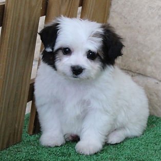 f2f533_4dd5cfe4292e4f3888dd6df1a6eab6b2~mv2