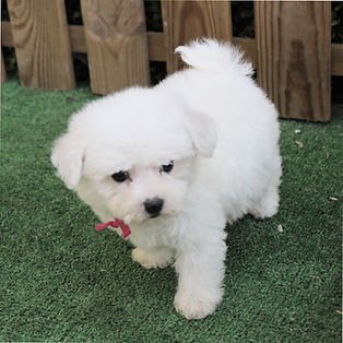 f2f533_52b3b7b5b5ee4e3e83ce6ada2457b90b~mv2