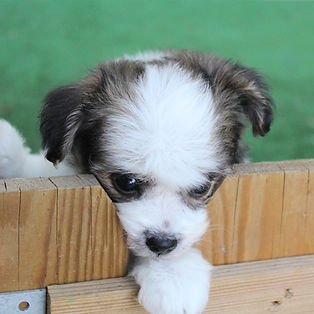 f2f533_5c9a5f7c12ad42cbacb26c6210f04388~mv2