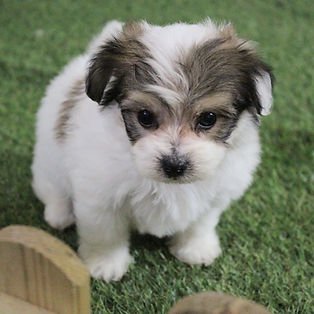 f2f533_a0ee2c36187145f0bf7b300d5cb8d453~mv2