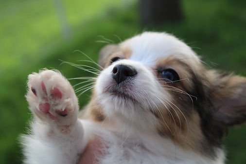 f2f533_ba8483990e1d40e2b7a42248fa430116~mv2